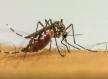 SES alerta população sobre importância da prevenção e combate ao mosquito Aedes aegypti