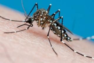 SES alerta para ações de prevenção à dengue, zika e chikungunya
