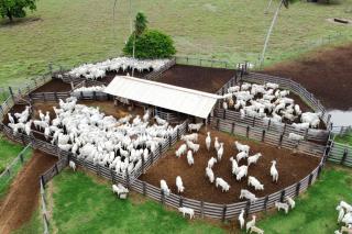 Exportações de carne bovina atingem recorde em MT