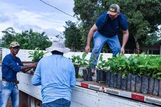 Agricultura e Pecuária distribui 3 mil mudas de café; fomento à atividade cafeeira já atendeu 85 cafeicultores
