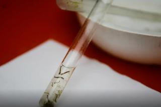 Avanço da Chikungunya; em 2 meses, óbitos se igualam a todos registrados em 2024
