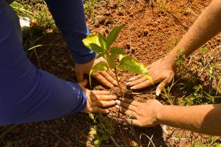 Projeto Nascentes Verdes une forças com Adote uma Nascente, e as nascentes Saracura I e II recebem o planejamento de 3 mil mudas