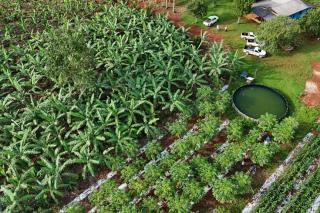 Projeto lança cartilha sobre produção sustentável de cacau em Mato Grosso