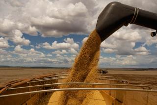 Os desafios da colheita da safra 24/25: atrasos, chuvas e logística impactaram os produtores de soja de Mato Grosso