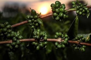 Pesquisa de MT aponta potencial de nanotecnologia no café verde como inovação nas indústrias cosmética e alimentícia