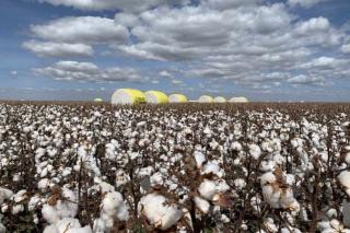 Produção brasileira de algodão deve atingir 14,7 milhões de fardos