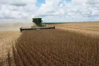 Colheita da soja ultrapassa 50% da área plantada em Mato Grosso