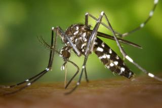 10 plantas que afastam mosquito da dengue