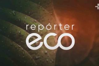 Programa Alta Floresta Não Atropela é destaque no Repórter Eco, da TV Cultura