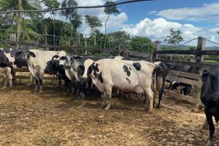 Agricultura e Pecuária eleva em 25% o número de propriedades atendidas com transferência de embriões na bovinocultura de leite
