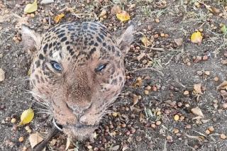 Representantes de 16 países participam de evento em Cuiabá que debate o tráfico ilegal de onça-pintada