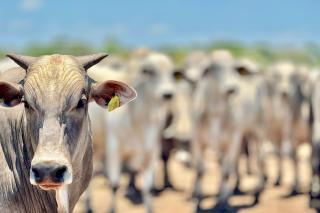 Pecuária mato-grossense comemora resultados positivos e está otimista para 2025